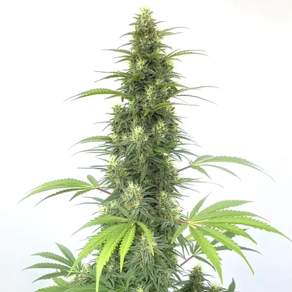 Auto CBD Cheese (Blimburn Seeds) – offizielles Produktbild