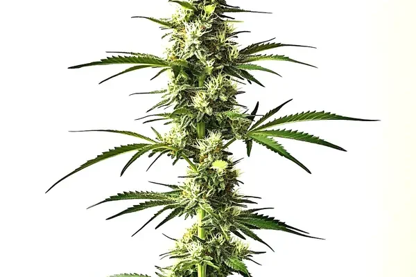 Auto CBD Critical Mass (Blimburn Seeds) – offizielles Produktbild
