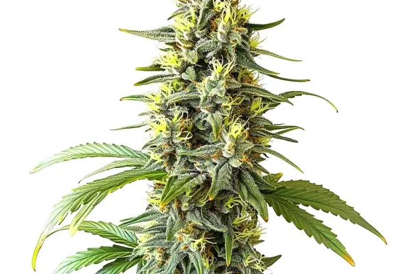 Auto CBD Haze (1:1) (Blimburn Seeds) – offizielles Produktbild