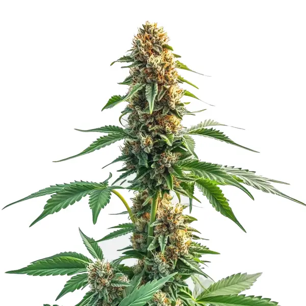 Auto CBD Kush (Blimburn Seeds) – offizielles Produktbild