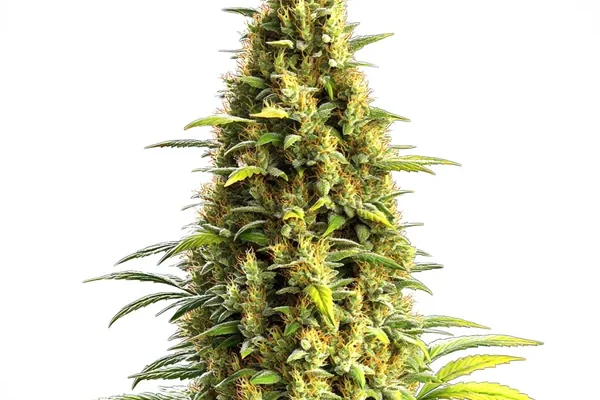 Auto CBD Lemon Haze (Blimburn Seeds) – offizielles Produktbild