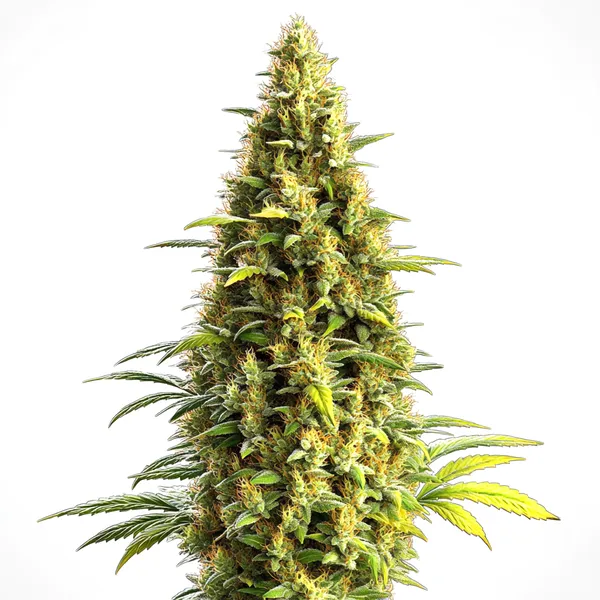 Auto CBD Lemon Haze (Blimburn Seeds) – offizielles Produktbild