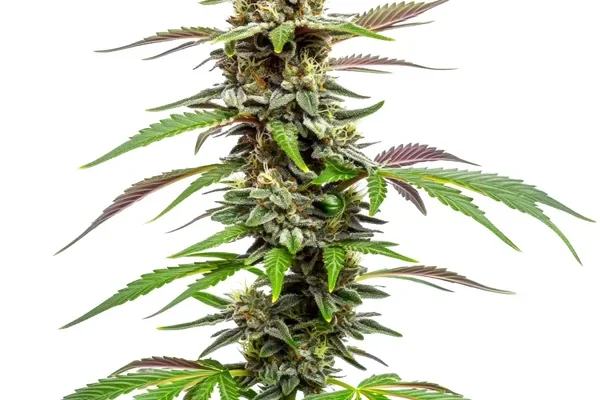 Auto CBD Med Go (Blimburn Seeds) – offizielles Produktbild