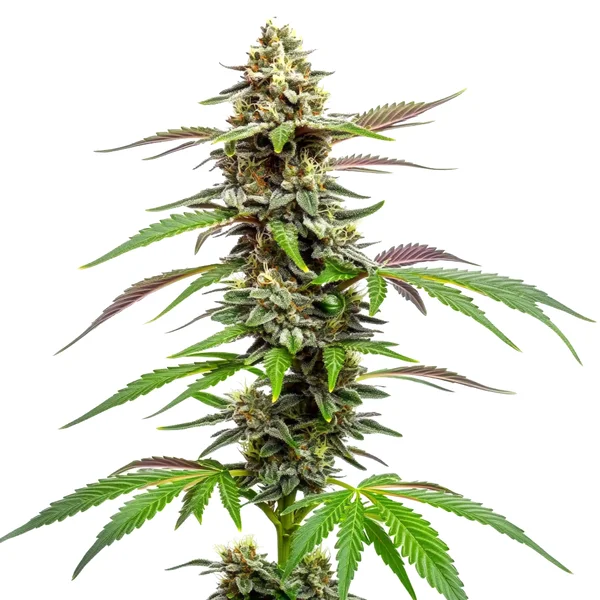 Auto CBD Med Go (Blimburn Seeds) – offizielles Produktbild