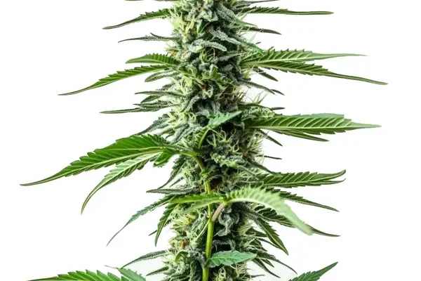 Auto CBD Northern Lights (Blimburn Seeds) – offizielles Produktbild
