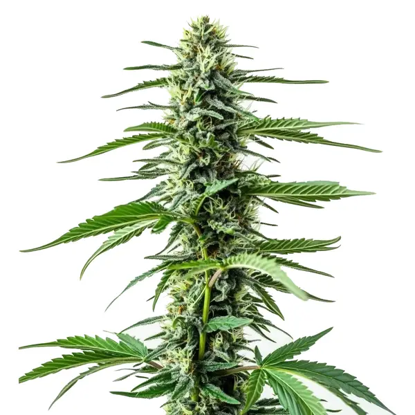 Auto CBD Northern Lights (Blimburn Seeds) – offizielles Produktbild