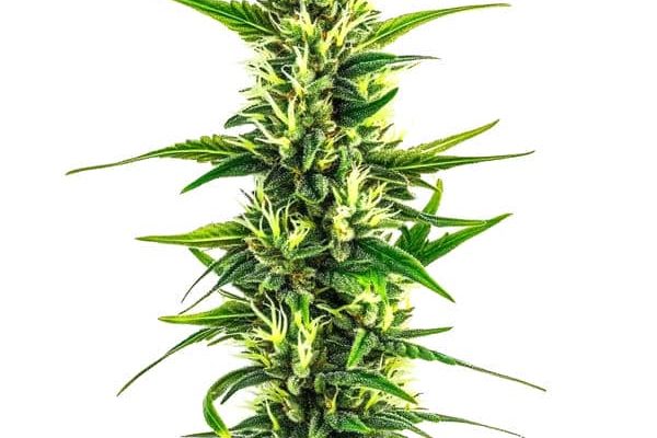 Auto CBD Pineapple (Blimburn Seeds) – offizielles Produktbild