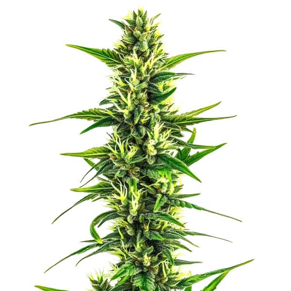 Auto CBD Pineapple (Blimburn Seeds) – offizielles Produktbild