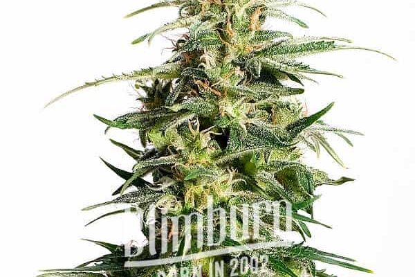 White Fire Alien Kush (Blimburn Seeds) – offizielles Produktbild