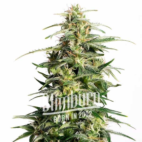 White Fire Alien Kush (Blimburn Seeds) – offizielles Produktbild