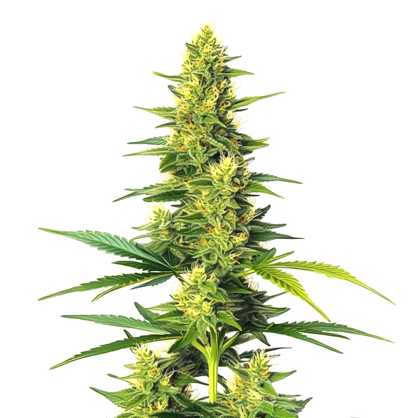 Auto CBD White Widow (Blimburn Seeds) – offizielles Produktbild