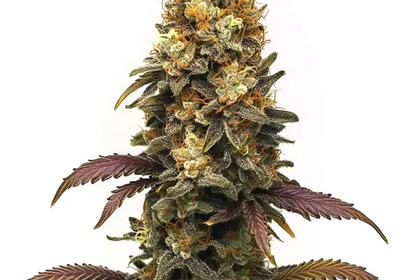 BC Diesel (Blimburn Seeds) – offizielles Produktbild