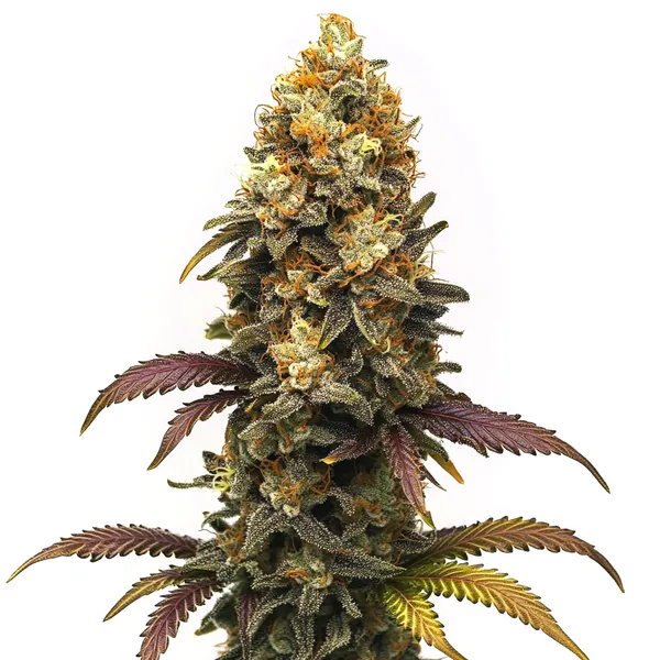 BC Diesel (Blimburn Seeds) – offizielles Produktbild