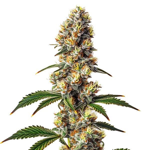 Badazz Cheese (Blimburn Seeds) – offizielles Produktbild
