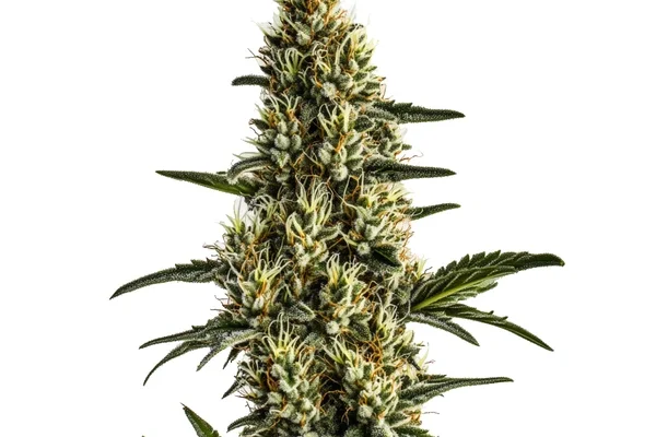 Badazz Rolex (Blimburn Seeds) – offizielles Produktbild