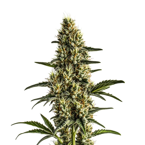 Badazz Rolex (Blimburn Seeds) – offizielles Produktbild
