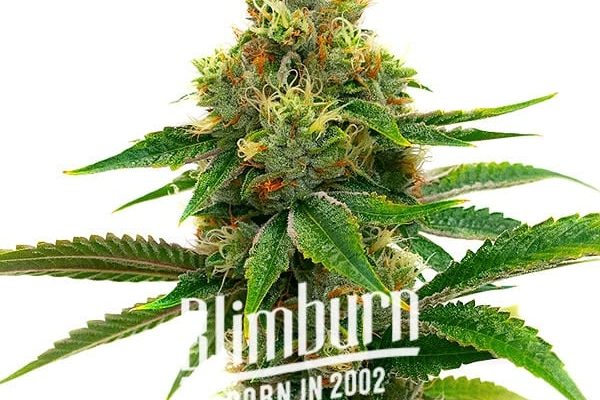 Banana Cream (Blimburn Seeds) – offizielles Produktbild