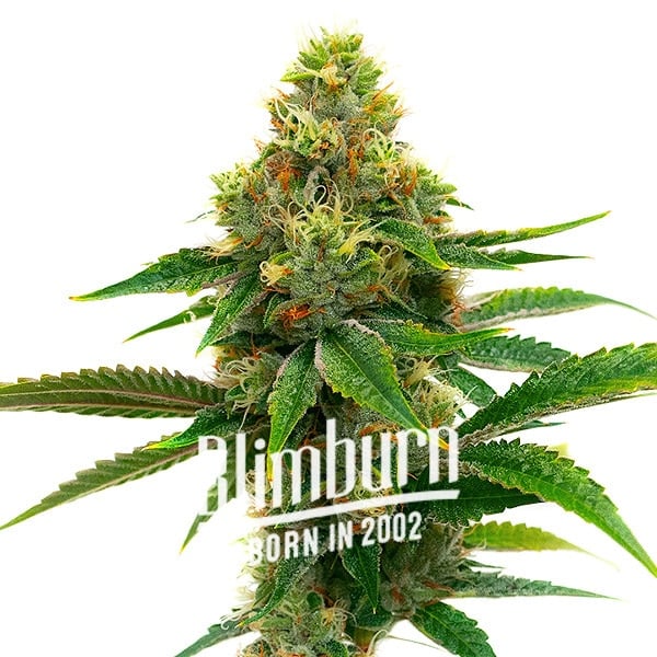 Banana Cream (Blimburn Seeds) – offizielles Produktbild