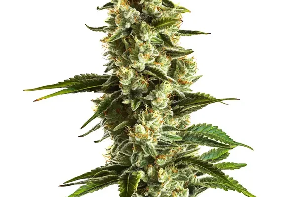 Banana Kush (Blimburn Seeds) – offizielles Produktbild
