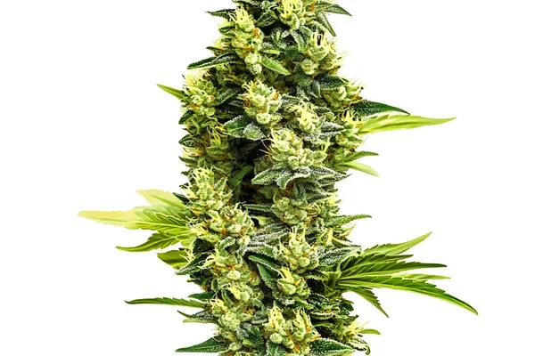 Banana Kush Regular (Blimburn Seeds) – offizielles Produktbild