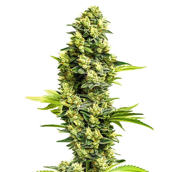 Banana Kush Regular (Blimburn Seeds) – offizielles Produktbild