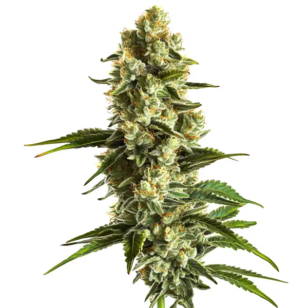 Banana Kush (Blimburn Seeds) – offizielles Produktbild