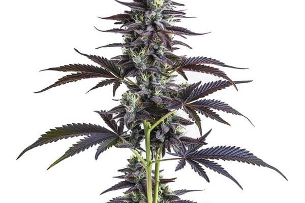 Banana Punch (Blimburn Seeds) – offizielles Produktbild