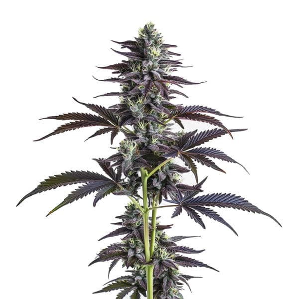 Banana Punch (Blimburn Seeds) – offizielles Produktbild