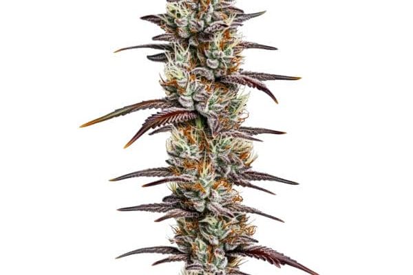 Banana Sherbet (Blimburn Seeds) – offizielles Produktbild