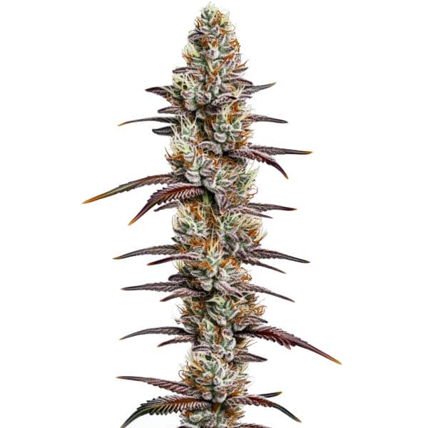Banana Sherbet (Blimburn Seeds) – offizielles Produktbild