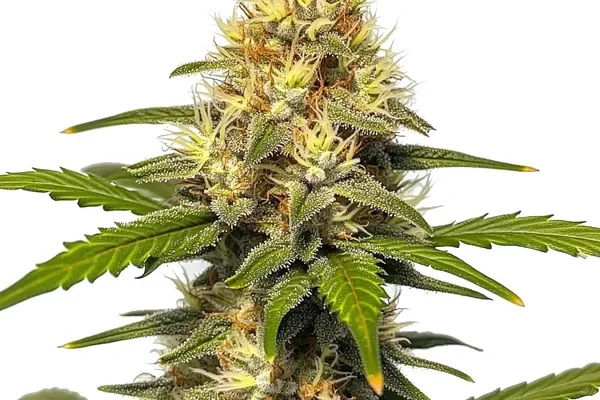 Banana Split (Blimburn Seeds) – offizielles Produktbild