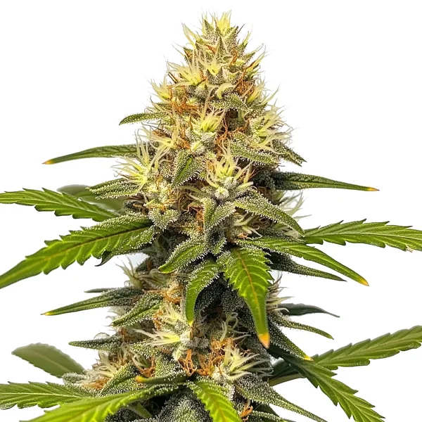 Banana Split (Blimburn Seeds) – offizielles Produktbild