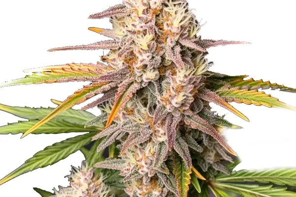 Bc God Bud Regulär (Blimburn Seeds) – offizielles Produktbild
