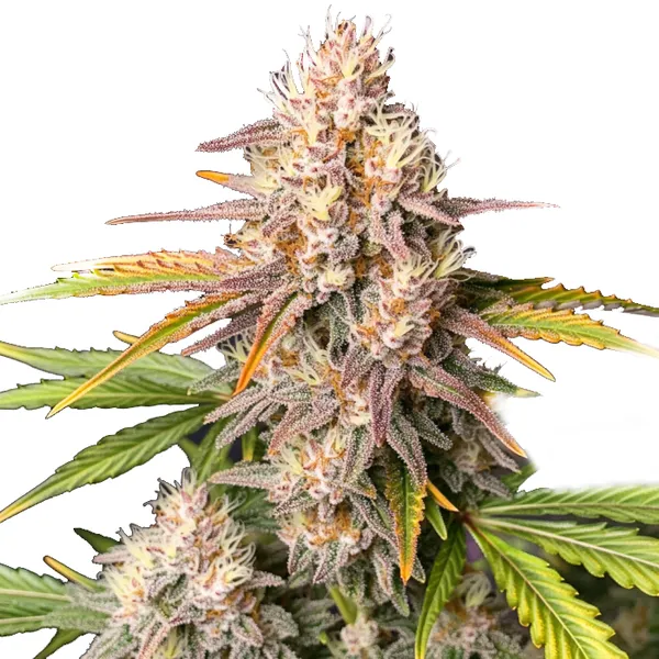 Bc God Bud Regulär (Blimburn Seeds) – offizielles Produktbild