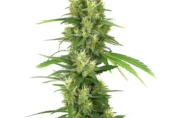 Big Bud (Blimburn Seeds) – offizielles Produktbild