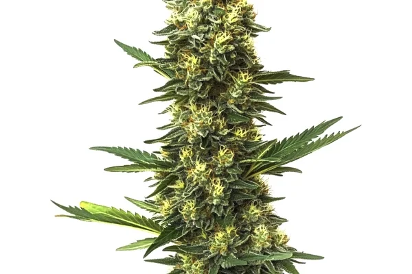 Big Bud Schnellversion (Blimburn Seeds) – offizielles Produktbild