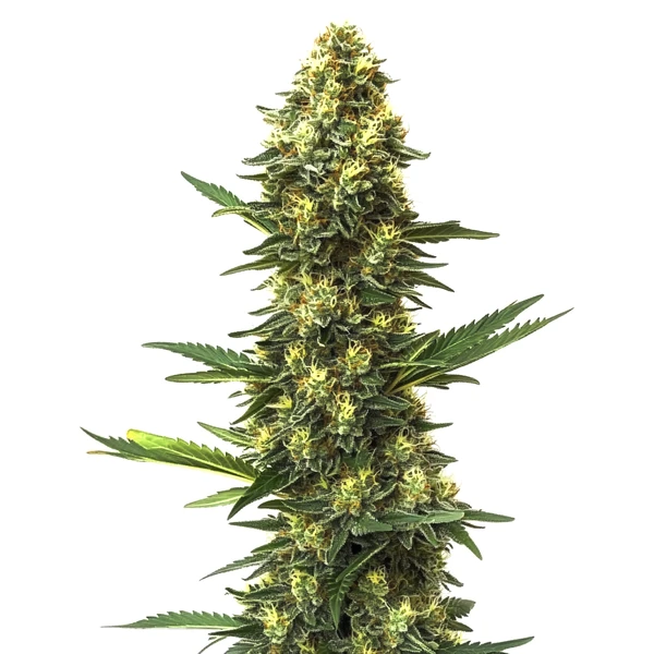 Big Bud Schnellversion (Blimburn Seeds) – offizielles Produktbild