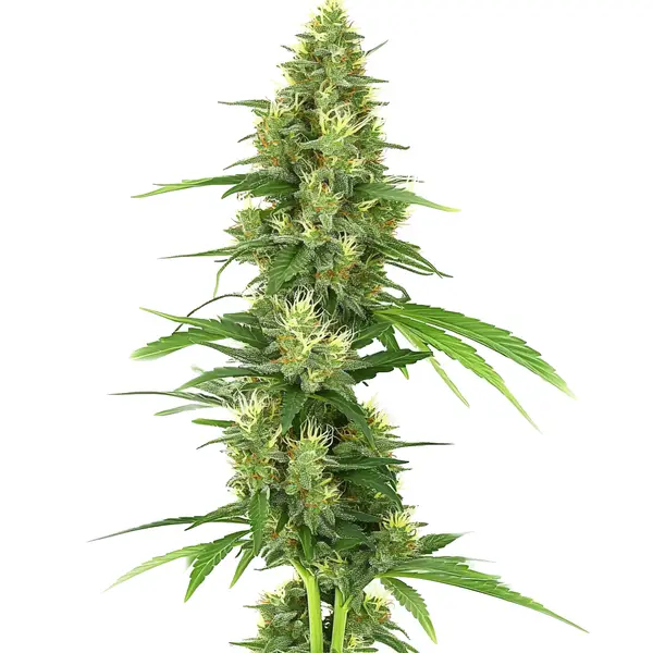 Big Bud (Blimburn Seeds) – offizielles Produktbild