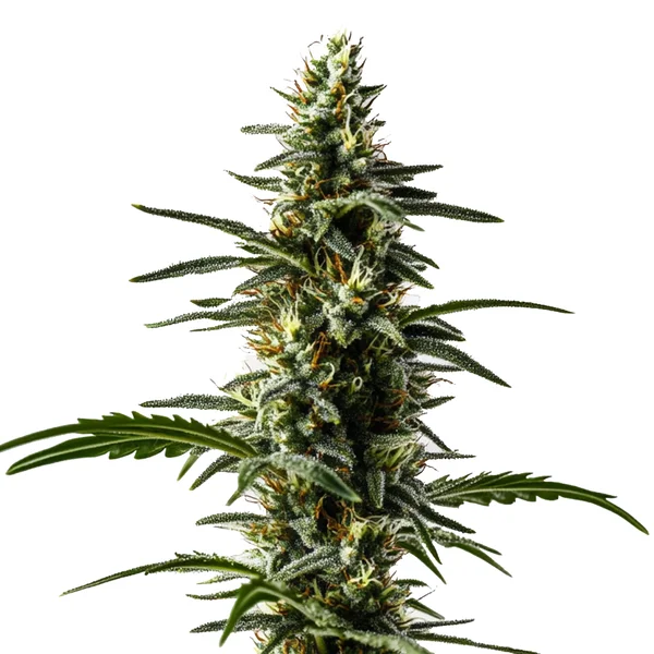 Big Devil Auto (Blimburn Seeds) – offizielles Produktbild