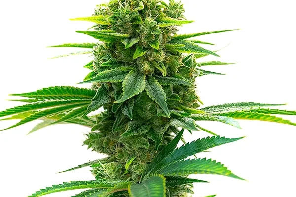 Big Jack Widow Auto (Blimburn Seeds) – offizielles Produktbild