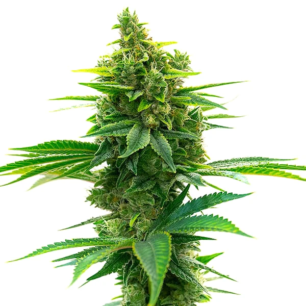 Big Jack Widow Auto (Blimburn Seeds) – offizielles Produktbild