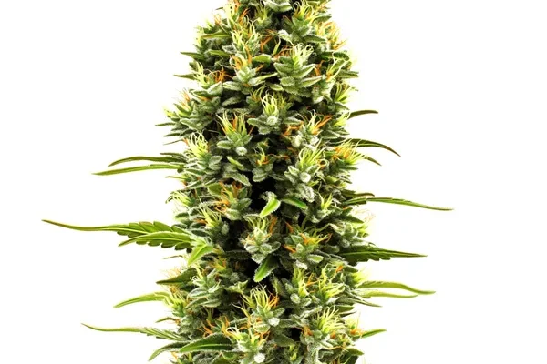 Birthday Cake (Blimburn Seeds) – offizielles Produktbild