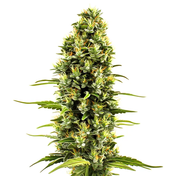 Birthday Cake (Blimburn Seeds) – offizielles Produktbild