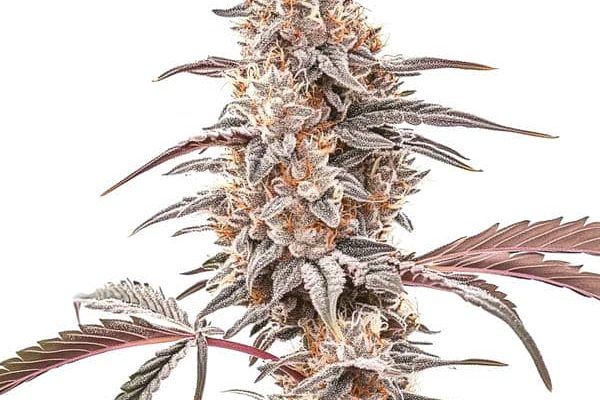 Biscotti (Blimburn Seeds) – offizielles Produktbild