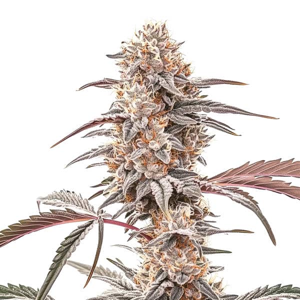 Biscotti (Blimburn Seeds) – offizielles Produktbild
