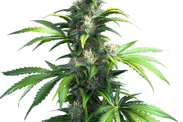 Black Demon OG (Blimburn Seeds) – offizielles Produktbild