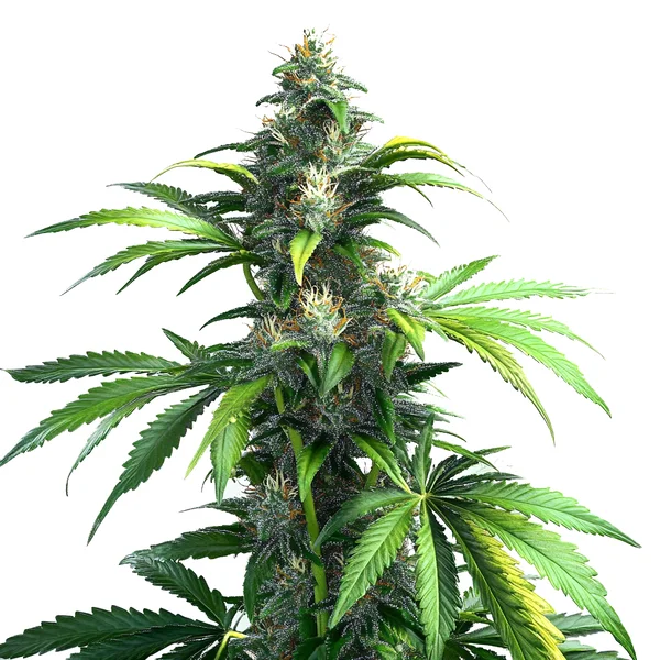 Black Demon OG (Blimburn Seeds) – offizielles Produktbild