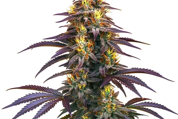 Black Domina (Blimburn Seeds) – offizielles Produktbild