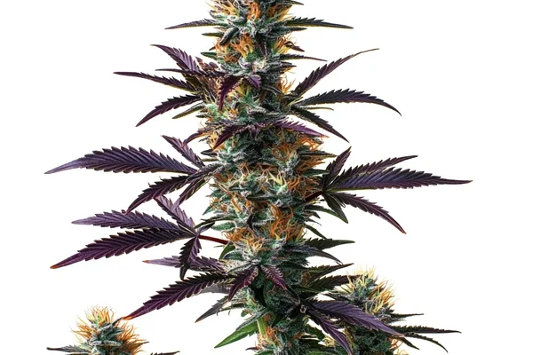 Black Domina Auto (Blimburn Seeds) – offizielles Produktbild