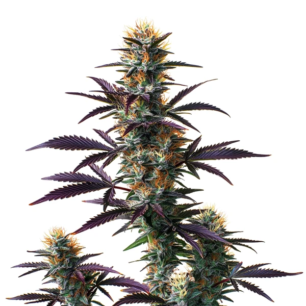 Black Domina Auto (Blimburn Seeds) – offizielles Produktbild